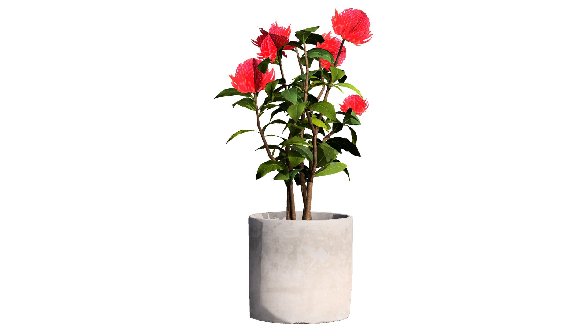 3D Realistic Waratah Flower 3D Asset https://p.turbosquid.com/ts-thumb/db/7vOpZE/pI/2l/jpg/1739142078/1920x1080/fit_q87/e906db6ca1c4e8c00438680bbe862aae8e9c9d00/2l.jpg