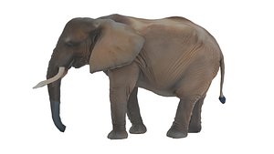 3D model Elephant