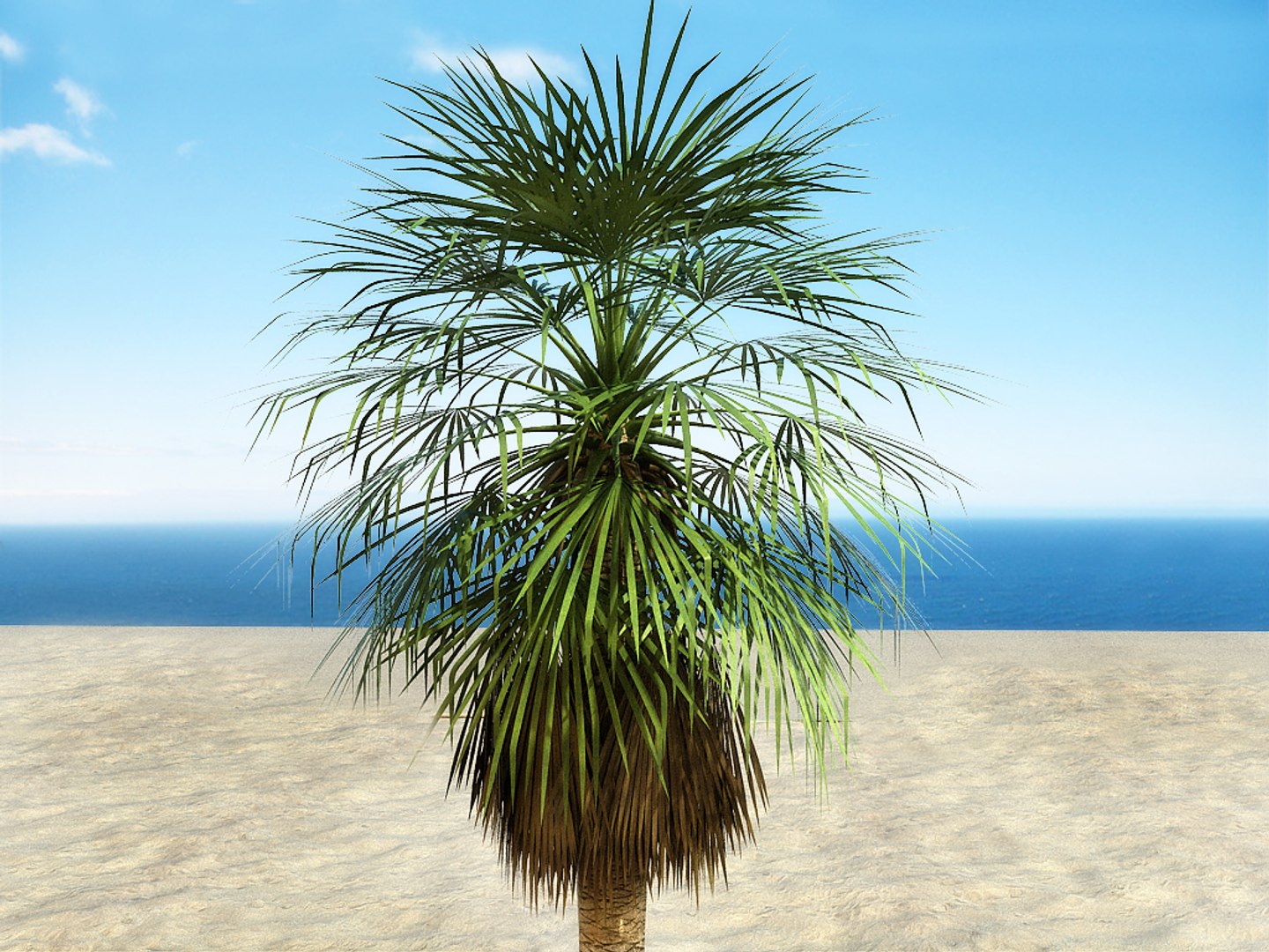Palm Tree Max