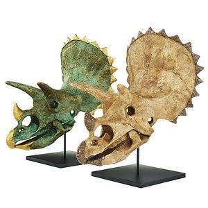 triceratops skull 3D model