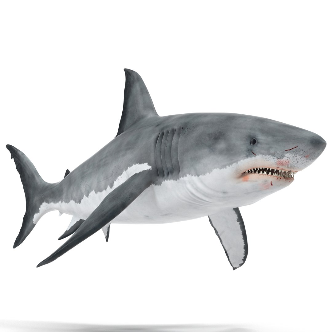 Great White Shark 3D model preview