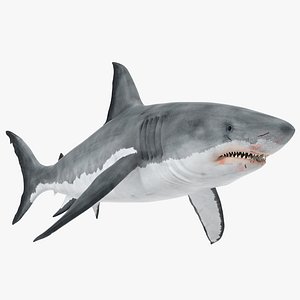 Great White Shark