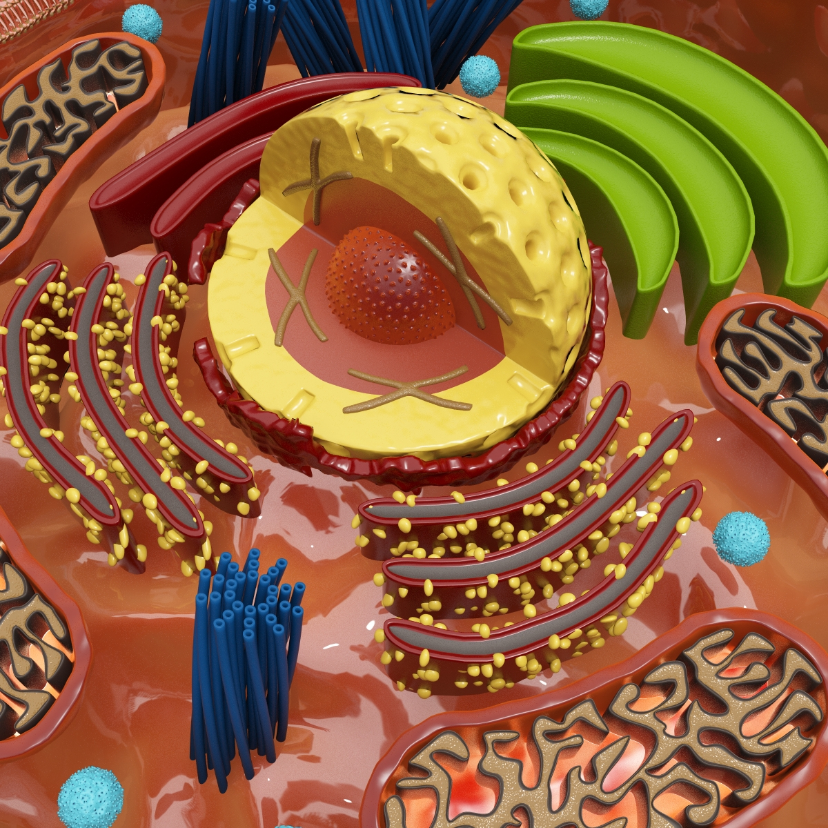3d human cell