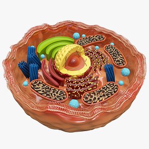 Human Cell