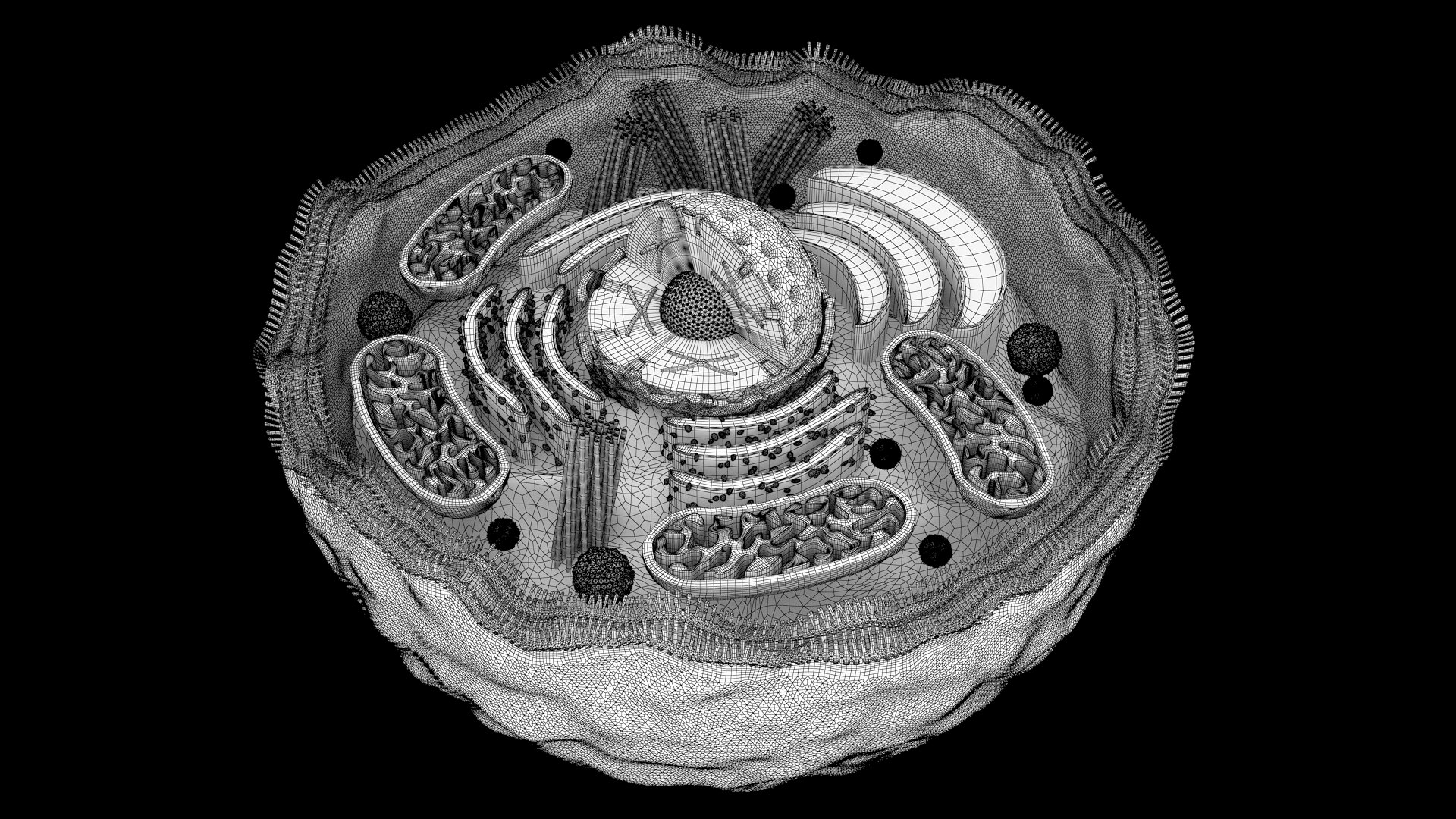 3d human cell https://p.turbosquid.com/ts-thumb/db/VYNH8L/eY/9/jpg/1746798289/1920x1080/fit_q87/6c71c6eae3e71637170857354c4c14e58897ce3d/9.jpg