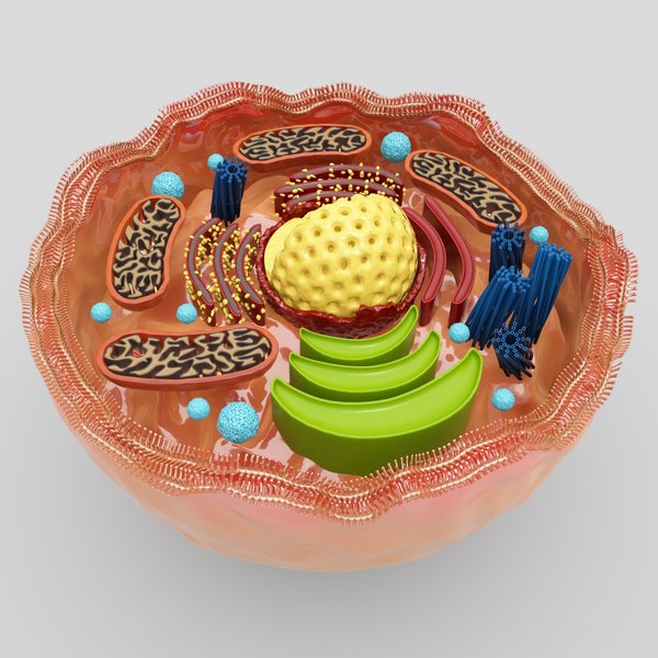 3d human cell