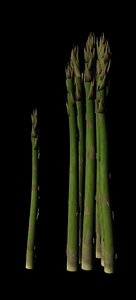 Asparagus.obj