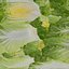 Vegetable Collection 3