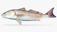 Red Drum