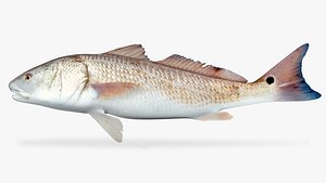 Red Drum