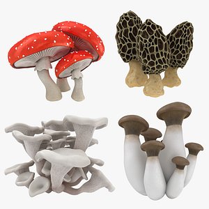 Mushrooms Collection 2