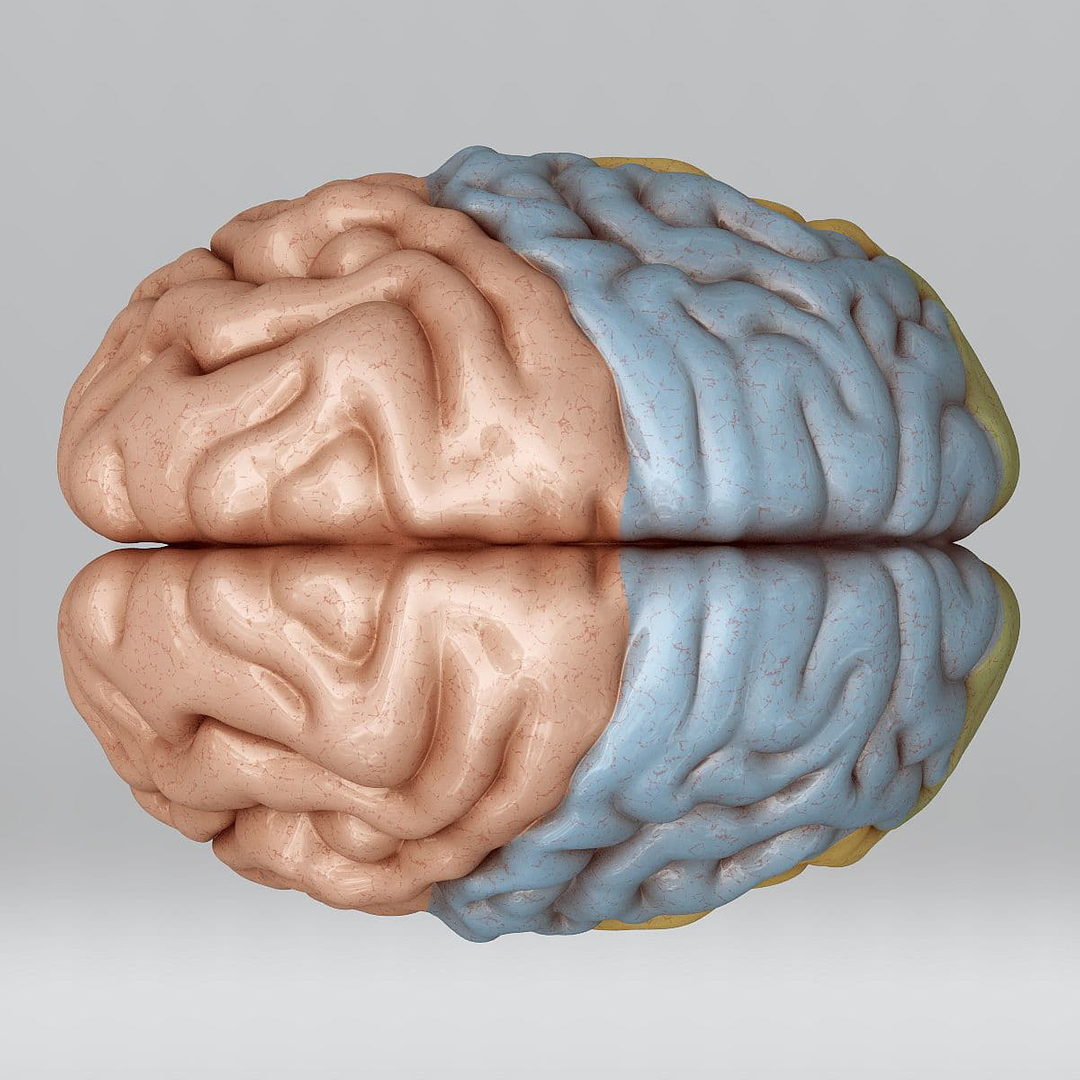 human brain skull - max