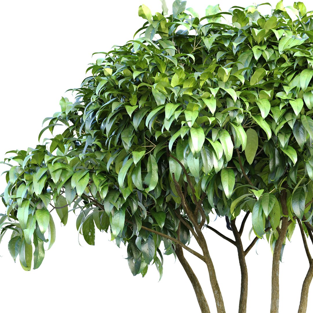 3D Outdoor Garden Plant Tree Shrub Bush Backyard Model - TurboSquid 2186251