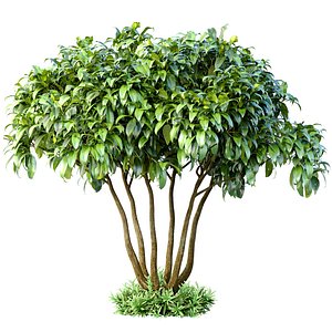 3D Outdoor garden plant tree shrub Bush Backyard model