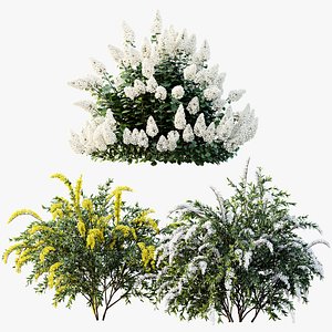 3D model AV Flowering shrubs Spiraea Cinerea Grefsheim and Hydrangea Paniculata Levana Trawberry Melba