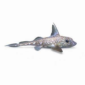 Spotted Ratfish