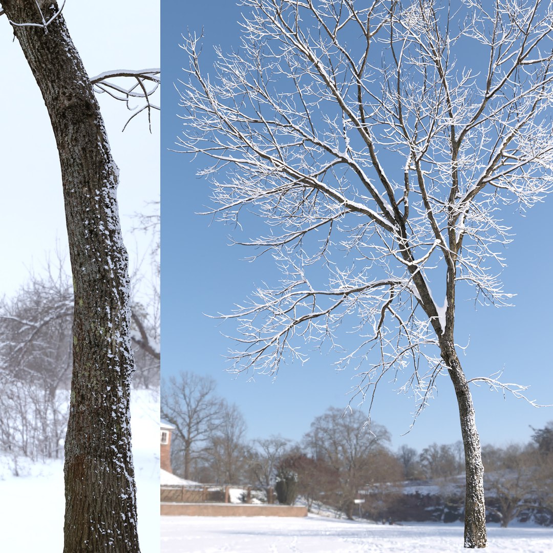 Ash-tree 16m Winter - TurboSquid 2397849