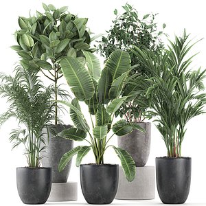 decorative plants interior flowerpots 3D