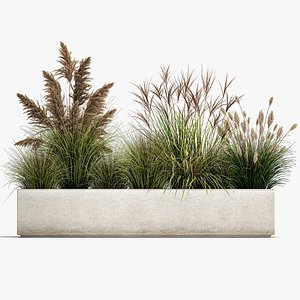 Pampas grass for landscaping 1078 model