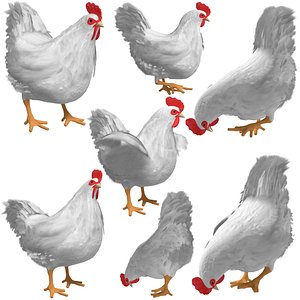 Broiler chicken hen 3D