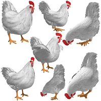 Broiler chicken hen