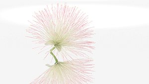 Barringtonia asiatica flower decor 3D model