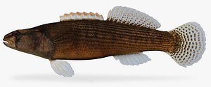 etheostoma flabellare fantail darter 3d model