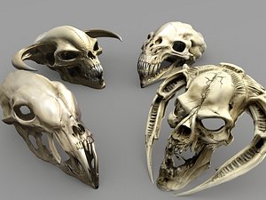 Prehistoric predator skulls 3D model