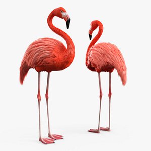 3D Tropical Bird Flamingo Pink