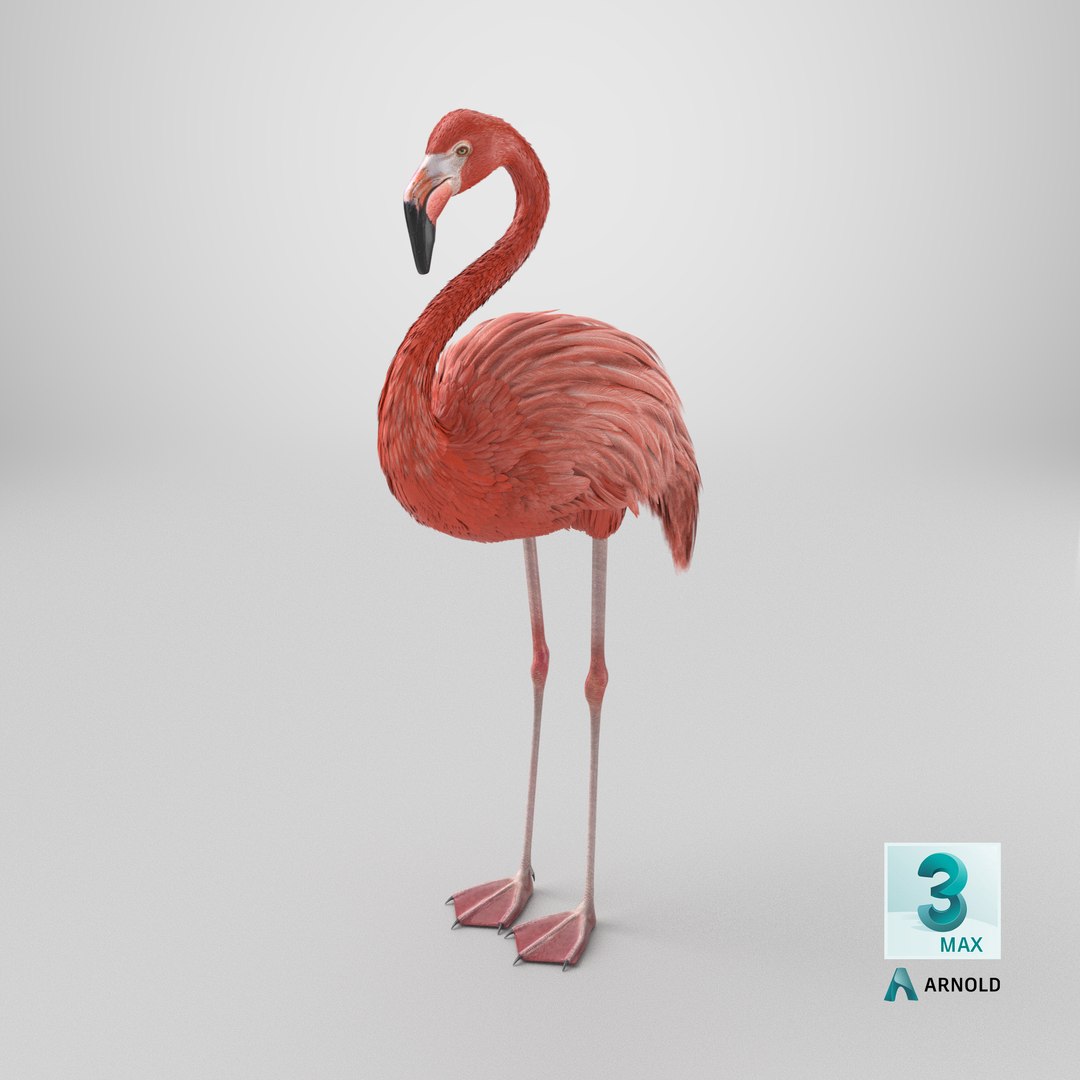 3D Tropical Bird Flamingo Pink https://p.turbosquid.com/ts-thumb/dc/MIs3wW/Z6/stemcell_max_arnold_render/png/1779286043/1920x1080/fit_q87/ec8f9beb8840f9b7a3152cf1ddb7ccd0cfda9cfd/stemcell_max_arnold_render.jpg