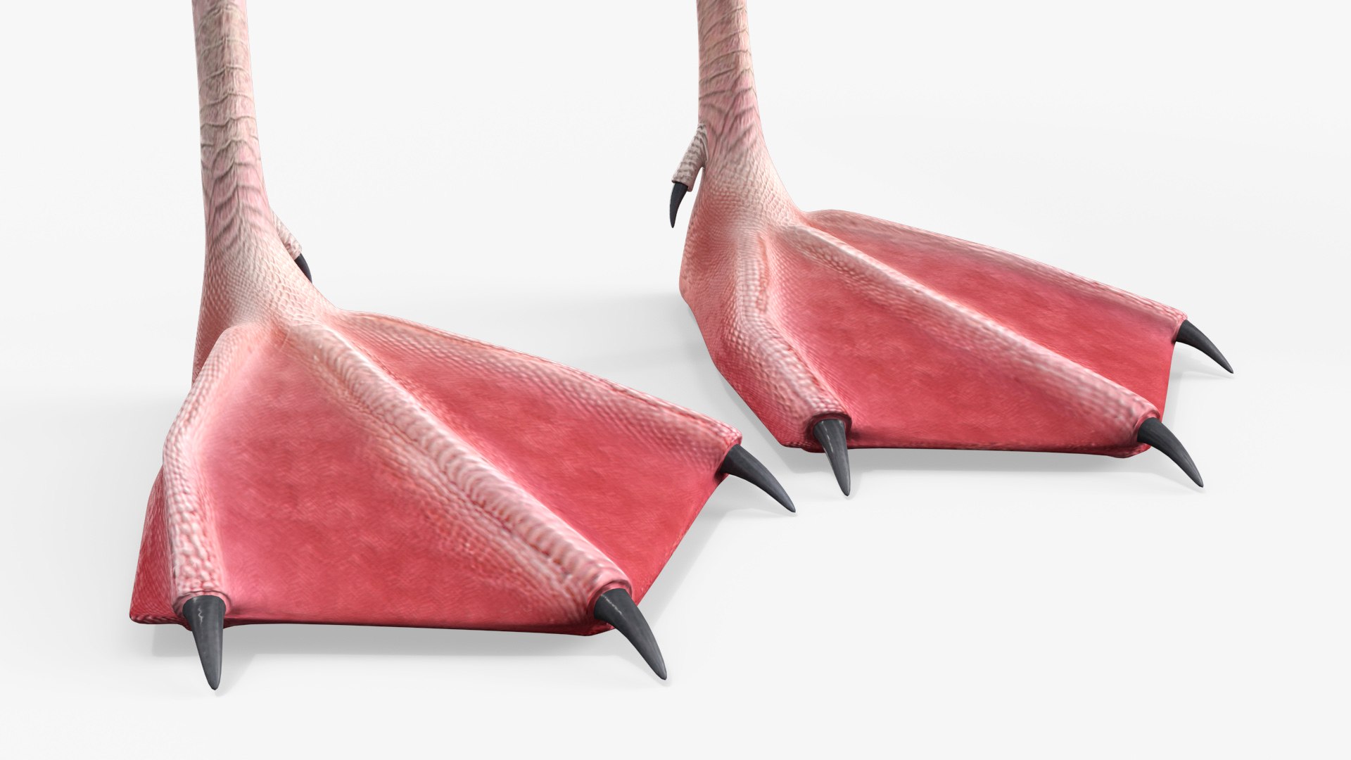 3D Tropical Bird Flamingo Pink https://p.turbosquid.com/ts-thumb/dc/MIs3wW/es/tropical_bird_flamingo_pink_007/jpg/1758595926/1920x1080/fit_q87/c7d488ffe9b4aea3f38f20aebf68c6ec06d03127/tropical_bird_flamingo_pink_007.jpg
