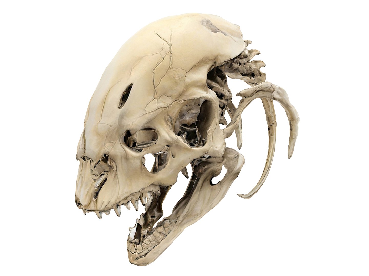 3D Predator Skull Pack - TurboSquid 2296986