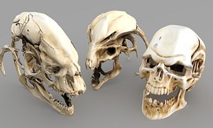 3D Predator Skull  Pack