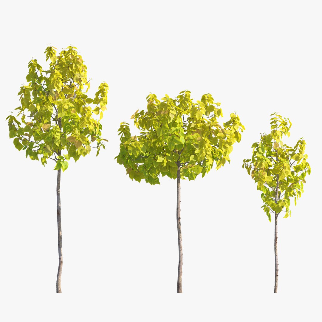 Autumn Catalpa 3D Model - TurboSquid 2489310