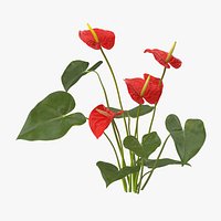 Anthurium - Natural Group