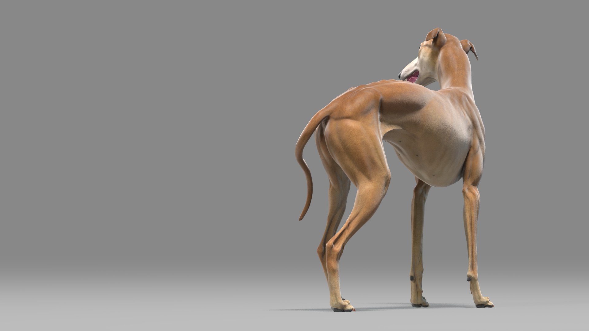 realistic greyhound rigged animations 3D model https://p.turbosquid.com/ts-thumb/dc/plThx6/Om7wlHTt/greyhound_rig_07/jpg/1574011141/1920x1080/fit_q87/e28409b0f43252b98f922f1243d10325e3eaba2a/greyhound_rig_07.jpg