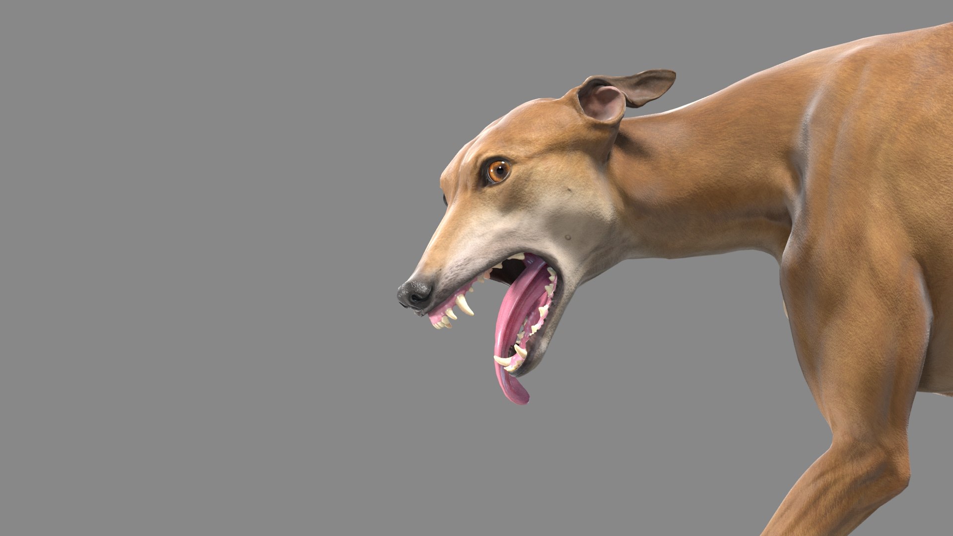 realistic greyhound rigged animations 3D model https://p.turbosquid.com/ts-thumb/dc/plThx6/ksGBOsQE/greyhound_rig_03/jpg/1574010315/1920x1080/fit_q87/d8cbbecb158ab8bcd9b14060e49de2fdcd0559ab/greyhound_rig_03.jpg