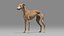 realistic greyhound rigged animations 3D model