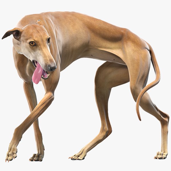 greyhound_signature_06.jpg