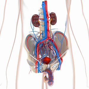 Male reproductive and urinary system 3D