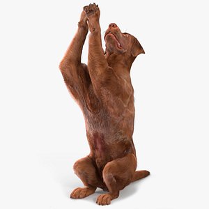 Brown Labrador Dog Begging Pose Fur Animated Rigged for Maya