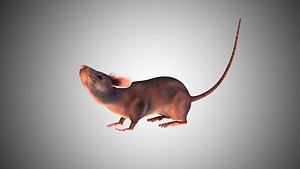 Rat Mouse with Controllers low poly Rigged