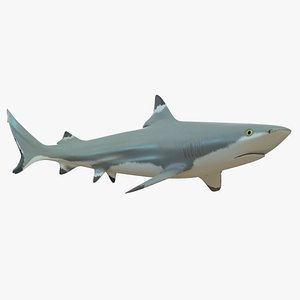 blacktip reef shark 3d model