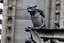 Notre Dame Gargoyle