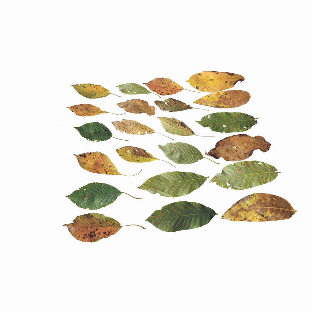 Cherry Leaves Leaf Autumn Fall Low-poly model https://p.turbosquid.com/ts-thumb/de/0brqMo/37/turn_003/png/1729690190/1920x1080/fit_q87/10a5df73a442ed9a23cd9a7287a08ec7267505c1/turn_003.jpg