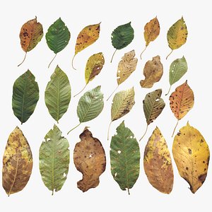 Cherry Leaves Leaf Autumn Fall Low-poly model