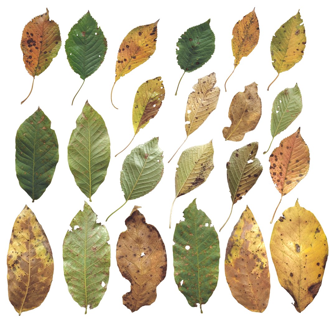 Cherry Leaves Leaf Autumn Fall Low-poly model https://p.turbosquid.com/ts-thumb/de/0brqMo/8d/cherry_camera5/png/1729690188/1920x1080/fit_q87/91e71431e0af8aa5406981fb4cc0a410f349476e/cherry_camera5.jpg