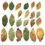 Hojas de cerezo Hoja Otoño Otoño Bajo en poli