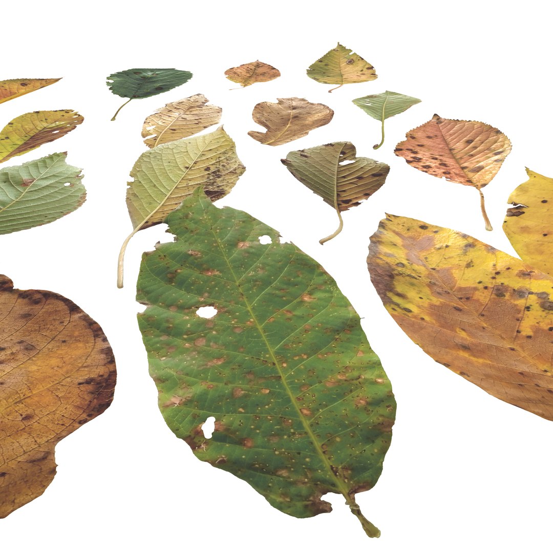 Cherry Leaves Leaf Autumn Fall Low-poly model https://p.turbosquid.com/ts-thumb/de/0brqMo/Je/cherry_camera4/png/1729690186/1920x1080/fit_q87/b70c831e6d8de1dfac88ae8fe16ad8f3c345dead/cherry_camera4.jpg