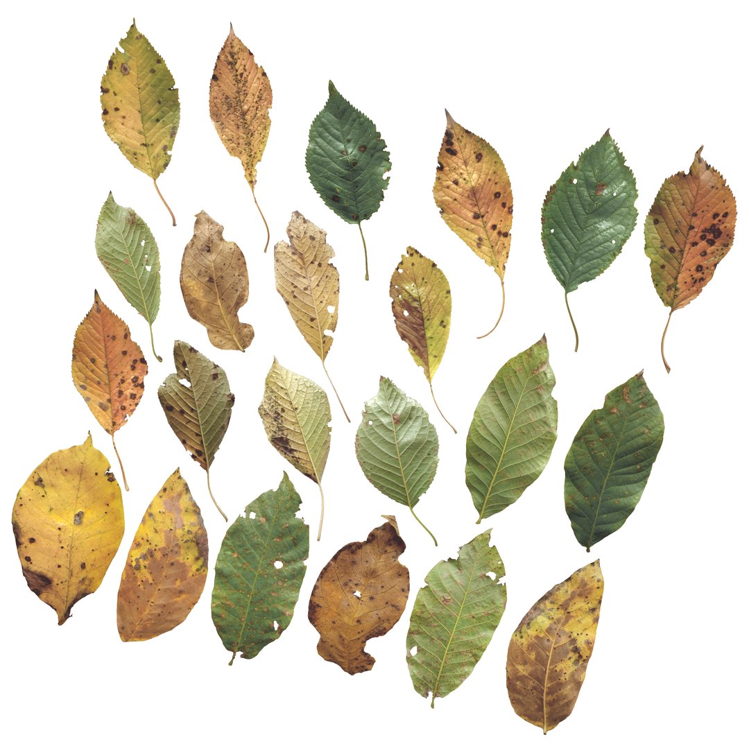 Cherry Leaves Leaf Autumn Fall Low-poly model https://p.turbosquid.com/ts-thumb/de/0brqMo/Zv/cherry_camera6/png/1729690187/1920x1080/fit_q87/ac083e130fedb550cb46bb60c77e03c16105e9ca/cherry_camera6.jpg
